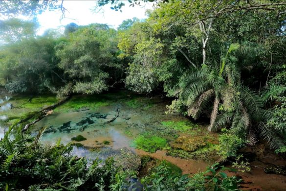 pantanalmatogrossodosul